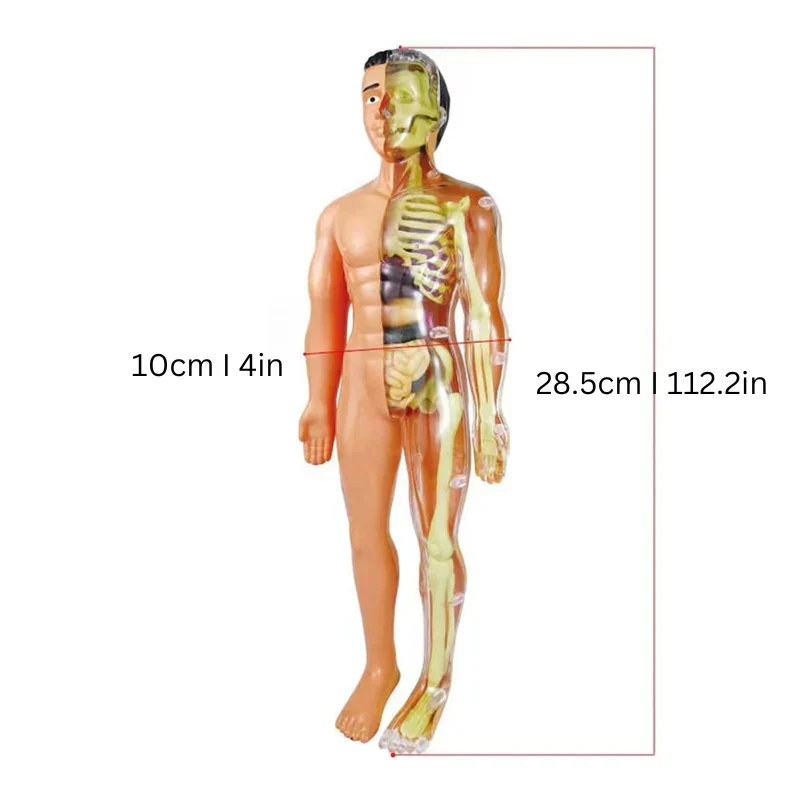 Maquette Anatomique du Corps Humain pour Enfants – Organes à Assembler, Apprentissage Montessori