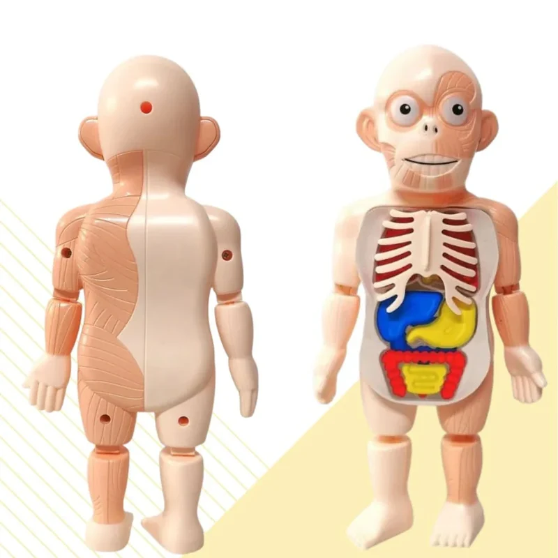 Modèle Anatomique 3D pour Enfants – Jouet Éducatif avec Organes du Corps Humain