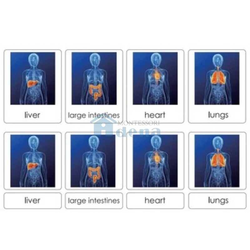 Sorting Cards-Human Organs EN