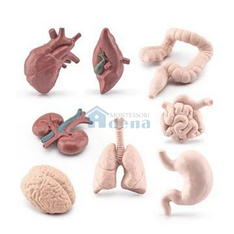 Adena Montessori Objects - Human Organs Educational Materials