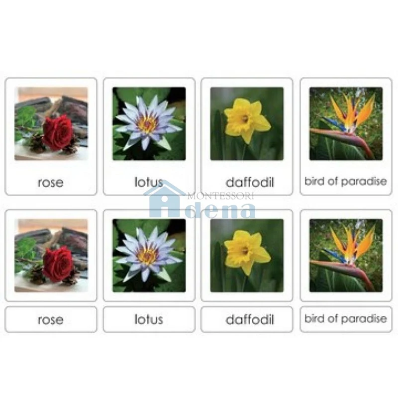Adena Montessori Sorting Cards-Flower EN Educational Materials