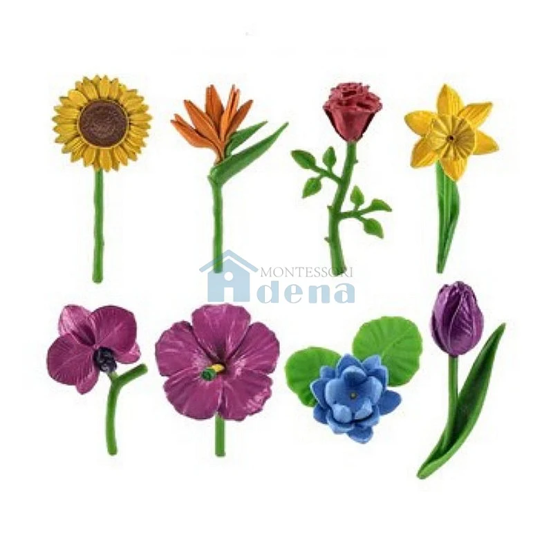 Adena Montessori Educational Materials Flowers Objects Classroom activity set