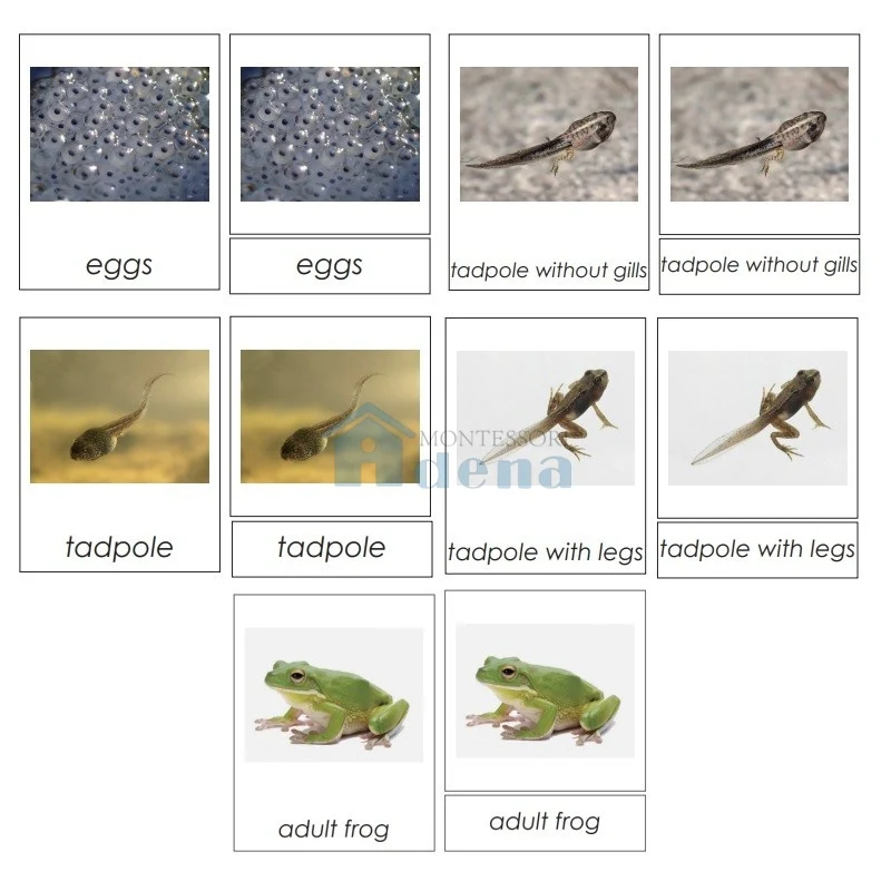 Adena Montessori Materials Sorting Cards-Frog Life Cycle EN
