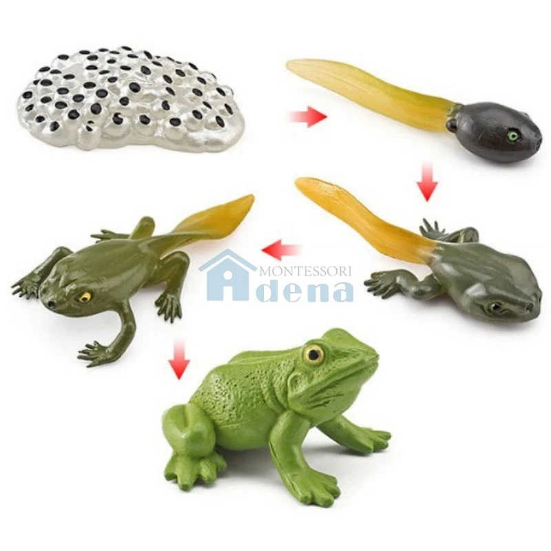 Adena Montessori Life Cycle Objects - Frog Educational Materials