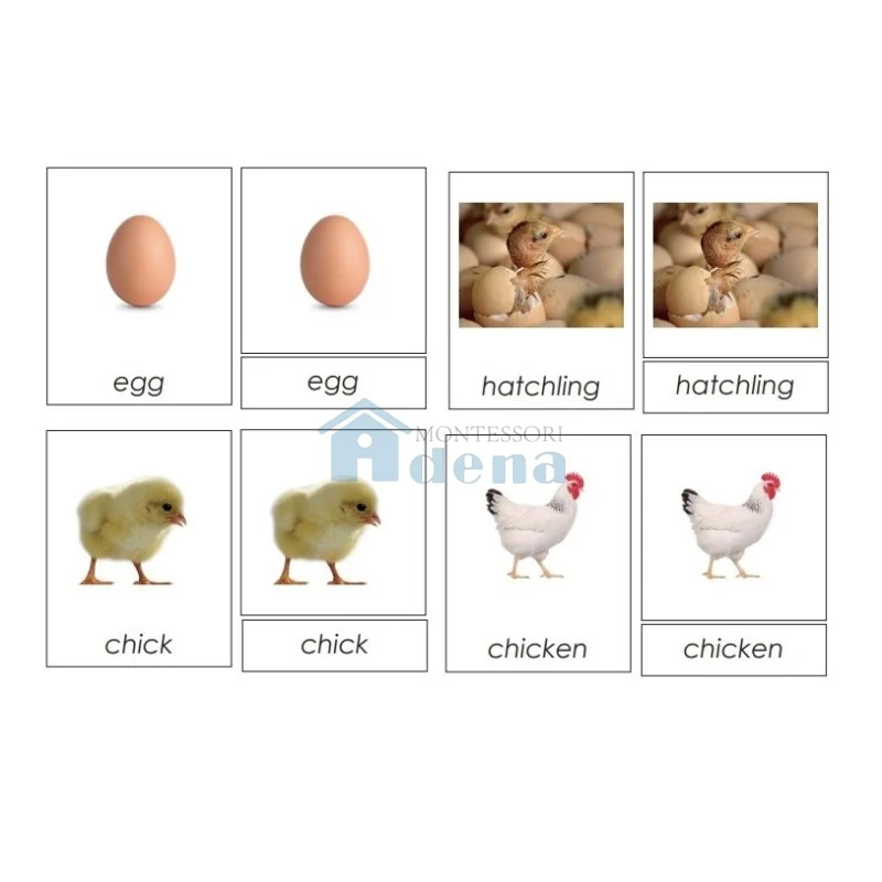 Adena Montessori Materials Sorting Cards-Chick Life Cycle EN