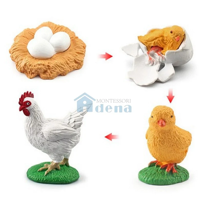 Adena Montessori Life Cycle Objects - Chick Educational Materials