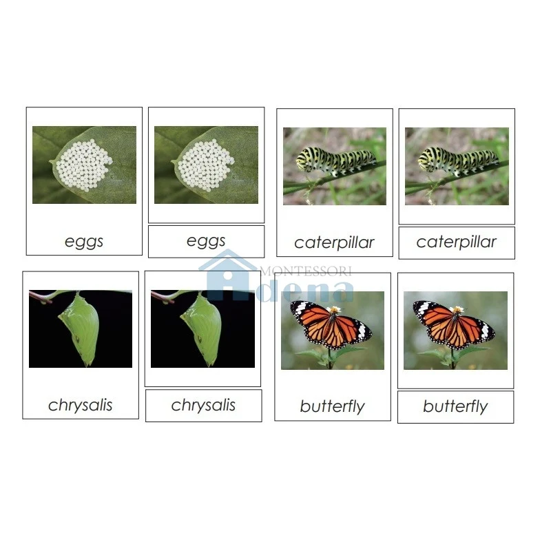 Adena Montessori Materials Sorting Cards-Butterfly Life Cycle EN