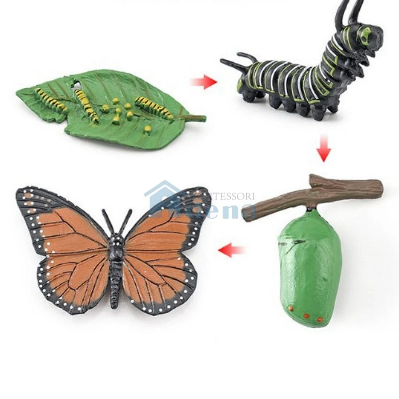 Adena Montessori Life Cycle Objects - Butterfly Educational Materials