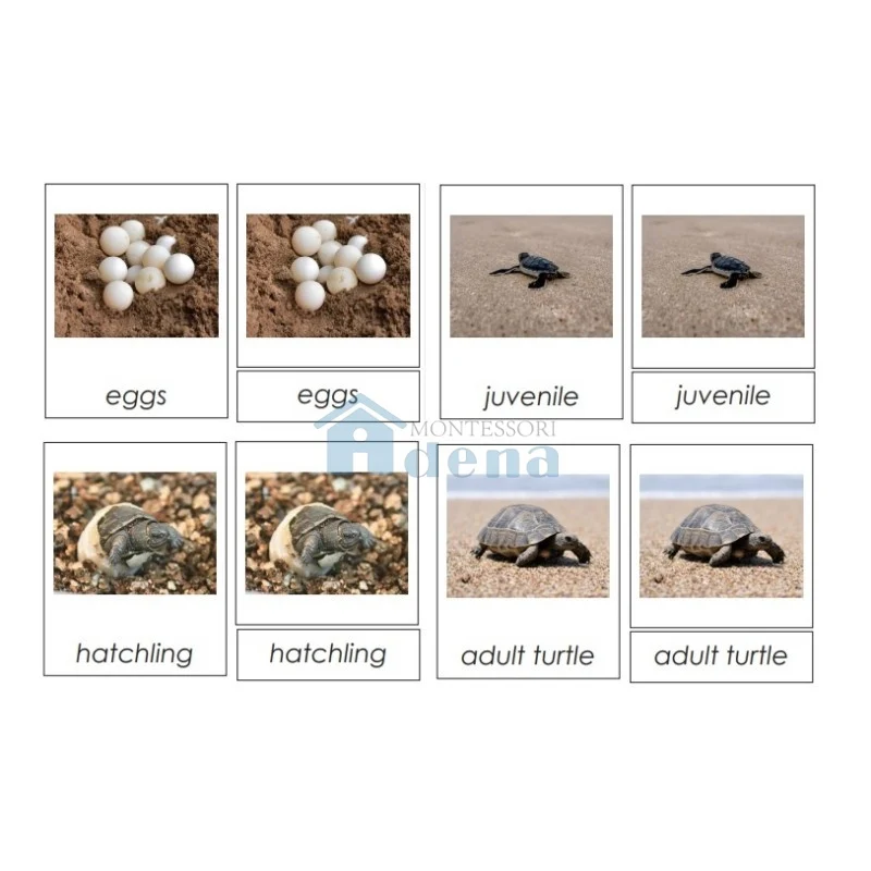 Adena Montessori Materials Sorting Cards-Ladybug Life Cycle EN