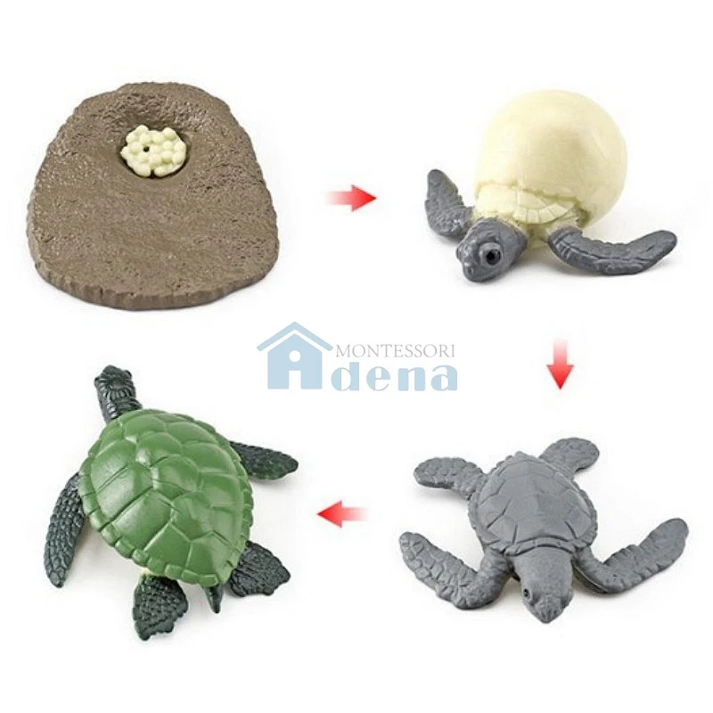 Adena Montessori Life Cycle Objects -Turtle Educational Materials