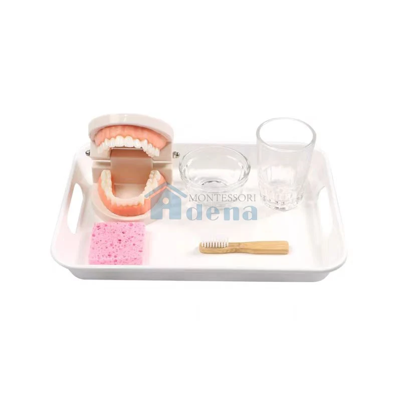 Adena Montessori Practical Life activity Brushing Teeth Classroom activity set