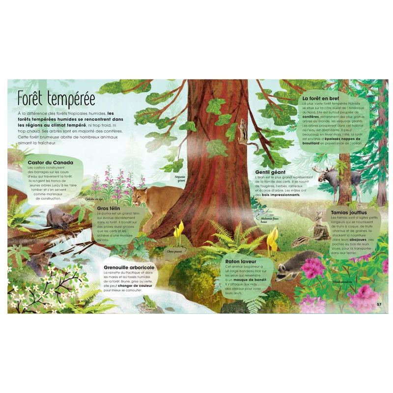 Arbres secrets et mystères insoupçonnés -Kimane