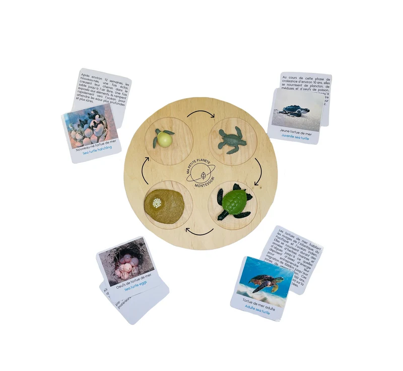 Coffret figurines le cycle de vie d'une tortue