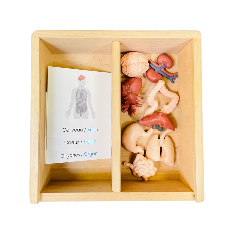Coffret figurines les organes