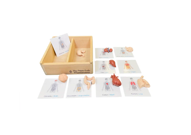 Coffret figurines les organes