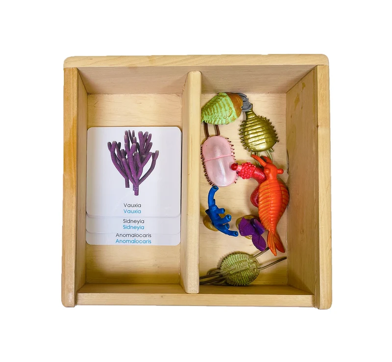 Coffret figurines la vie cambrienne