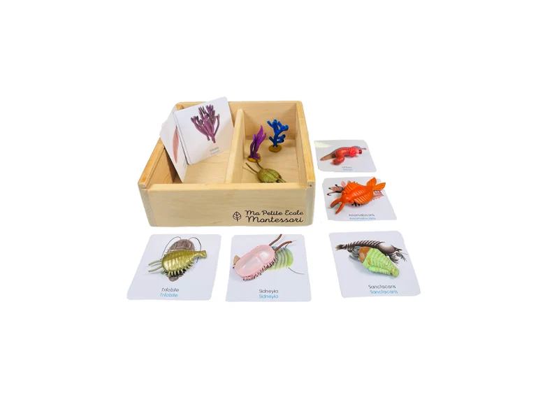 Coffret figurines la vie cambrienne