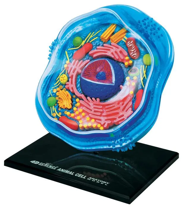 4D Anatomy Animal Cell Model / Modèle de cellule animale
